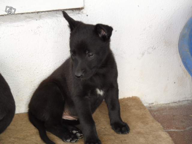 Photo de mon nouveau chien 