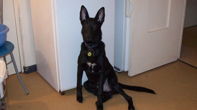 photo de mon chien
