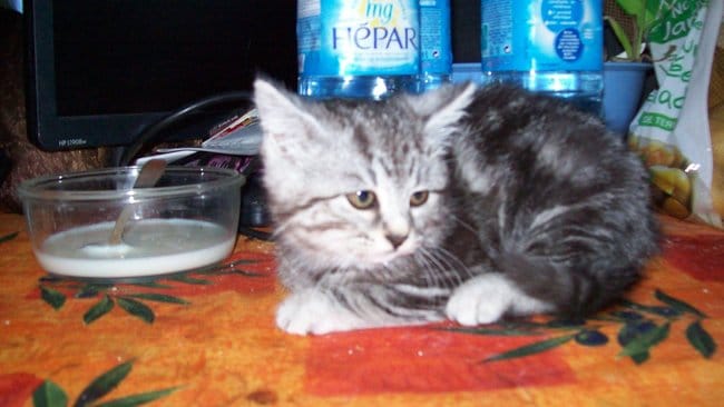 ma nouvelle compagne 