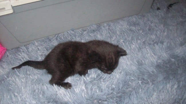 donne chaton