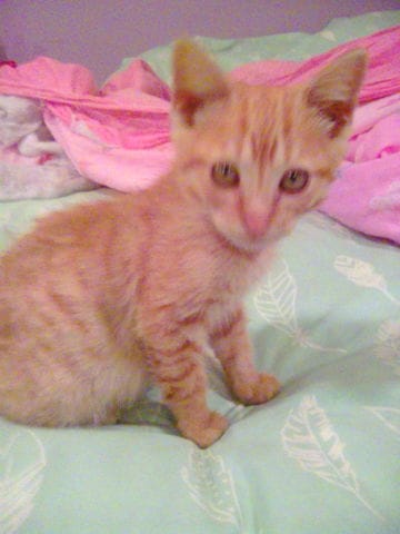 Bébé chats malade quoi faire pour le soigner