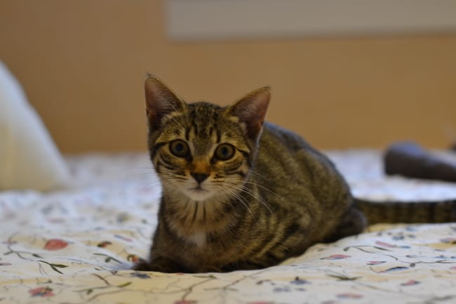 J'ai revue mon chat après 3 mois
