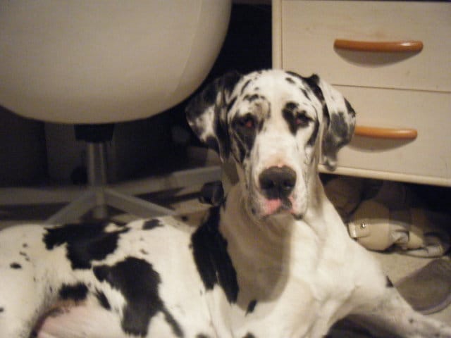 Ma chienne Edelle se sauve