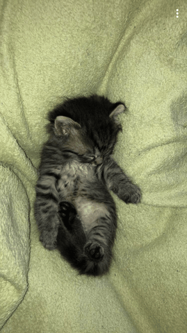 Chaton non sevré