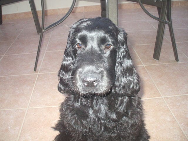 Faire confirmer un jeune chien de 6 mois