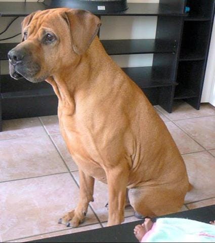 urgence chien à placer sur toulouse