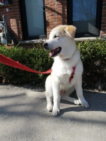 Ohren stehen noch nicht