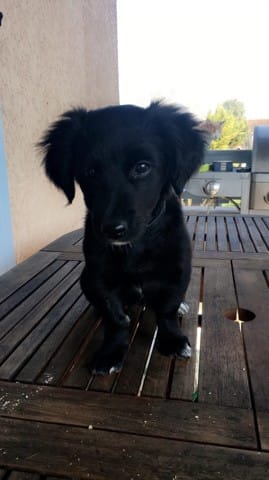 Border Collie croisé mais avec quel race ?