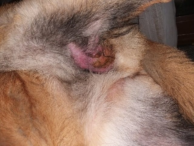 Troisiéme "hotspot" de ma chienne en 2 semaines, que faire???