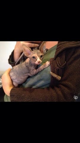 Couleur de mon Sphynx ???