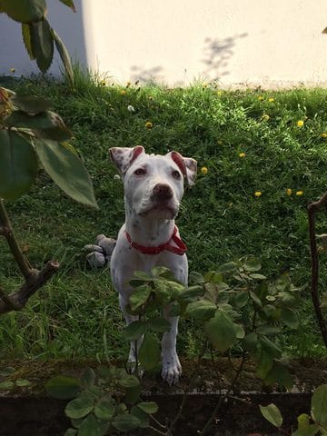 Done chienne dog argentin 11 mois