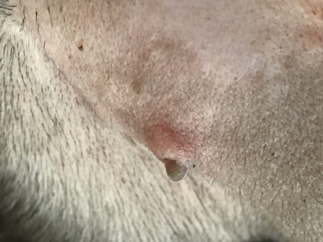 Boule rouge mamelle chiot