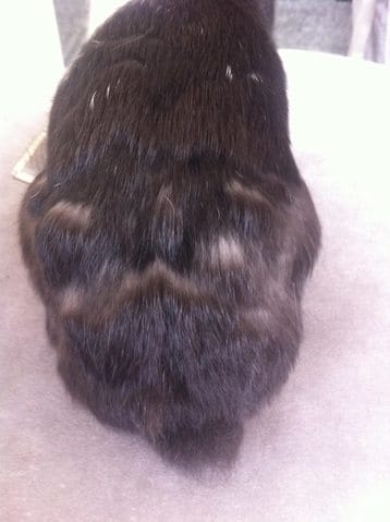 lapin : perte de poils abondantes