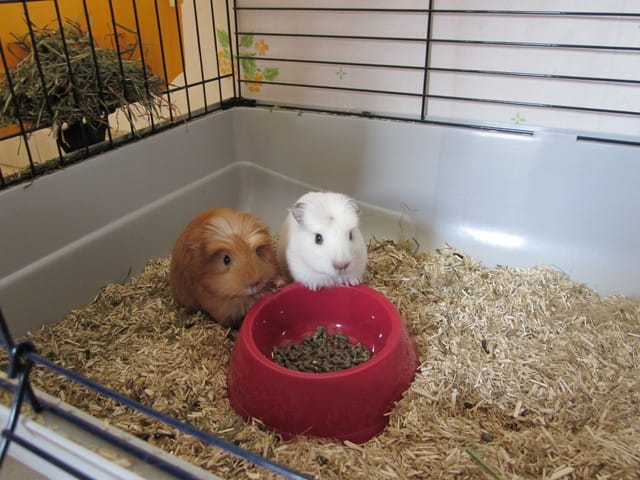 Mes deux nouveaux cochons d'Inde
