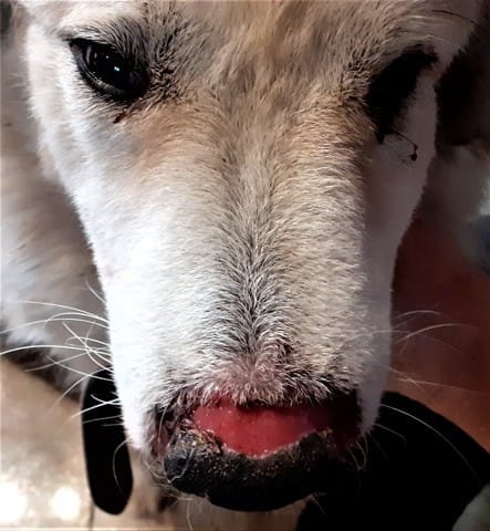 mon chien a le museau enflammé.