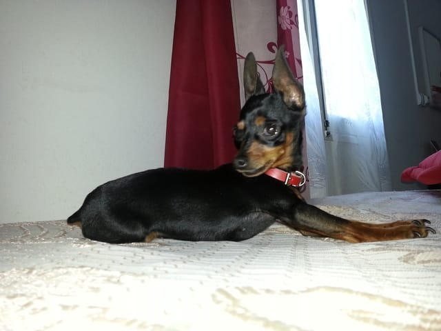 porté pour pinscher nain