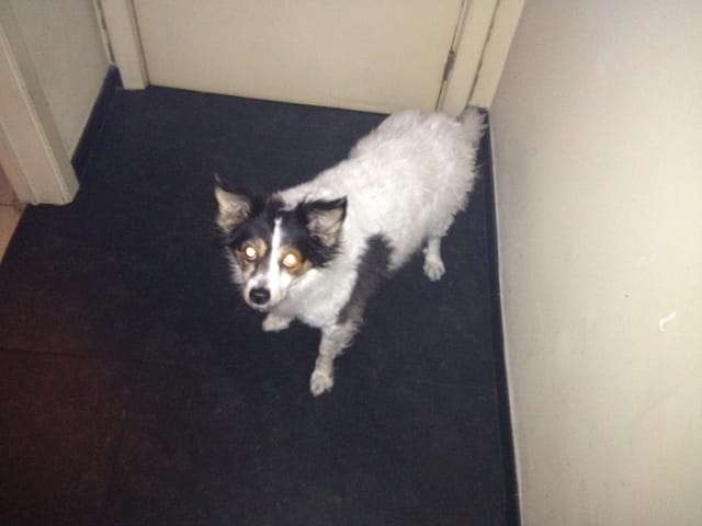aidez moi a trouver la race de mon chien