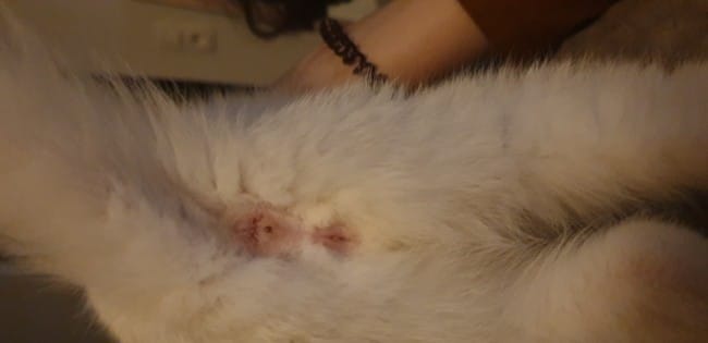 Māo est une fille ?!?!?!?!