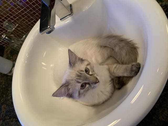 Quelle race est Merlin ?