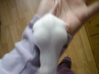 ma souris est enceinte ou pas ?