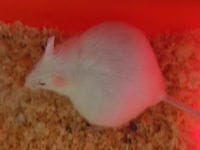 ma souris est gestante mais c'est pour quand et combien de petit