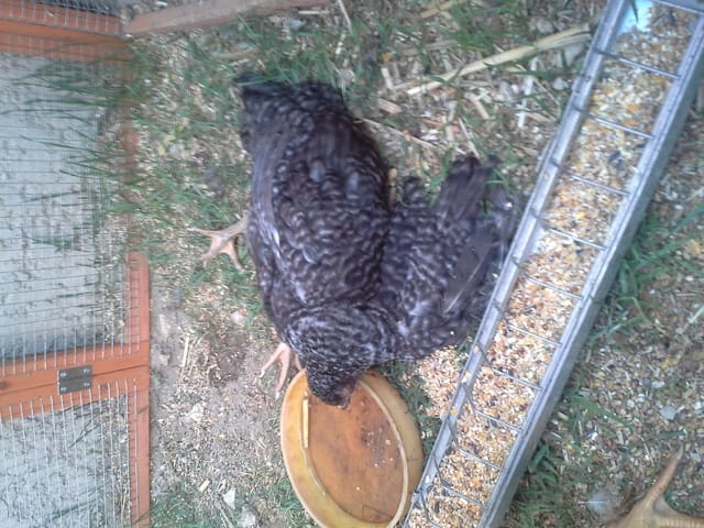 Ma poule est allonger et ne se leve plus que faire ?