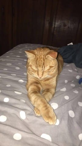 Oreille tombante