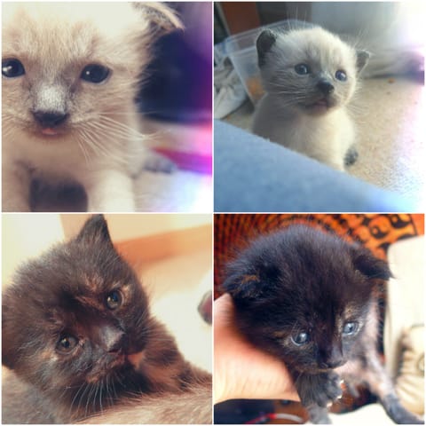 Les chatons de ma chatte ne me lache plus !