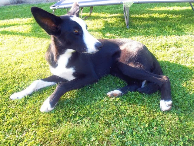 Quelle race ? Besoin d'avis :)