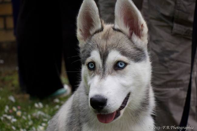 Mon chiot perd du poids