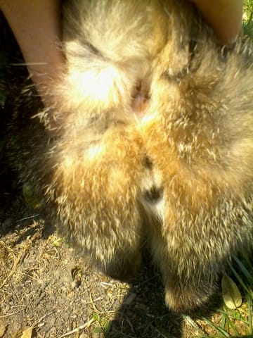 Quel est le sexe de ce chat ?