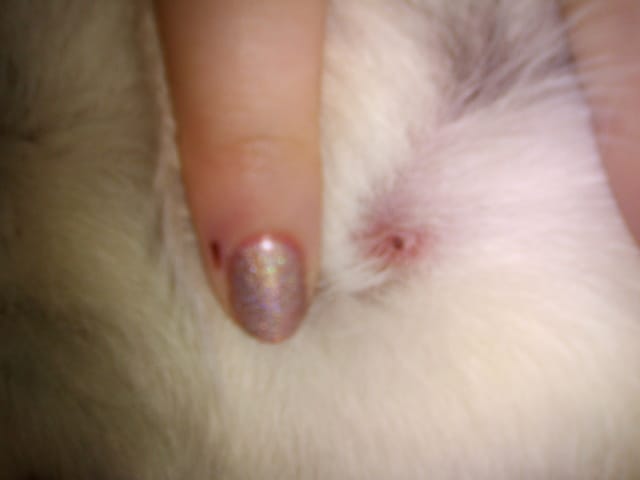 "Bump" after a tick