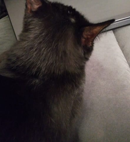 Perte de poils "par paquets"