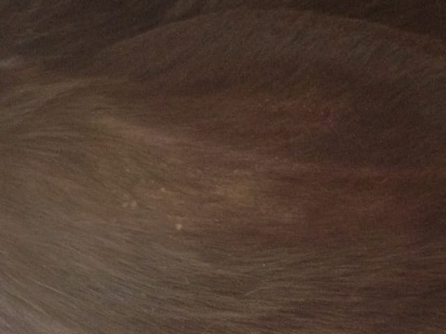Oreille du lapin qui pele