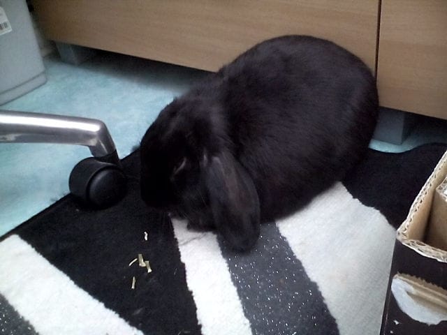 mon lapin mange moins