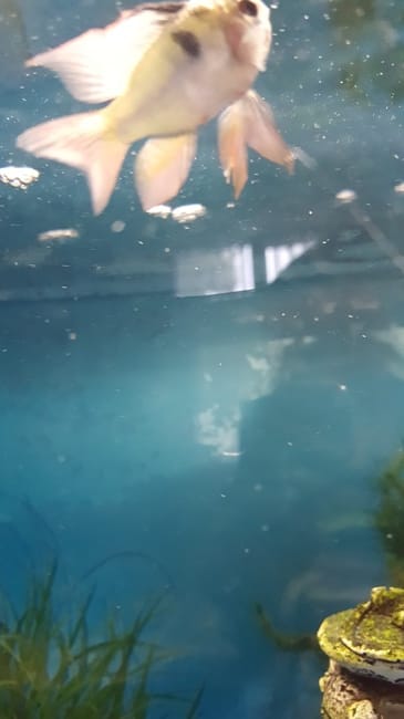 Nageoir casse besoin d'aide