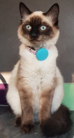 Les origines de mon chat ?