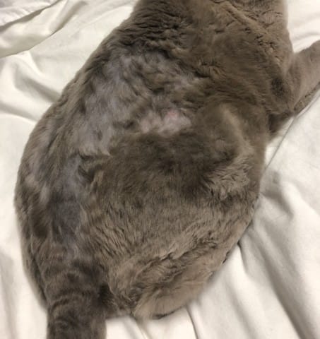Mon chat pert son poile sur le dos