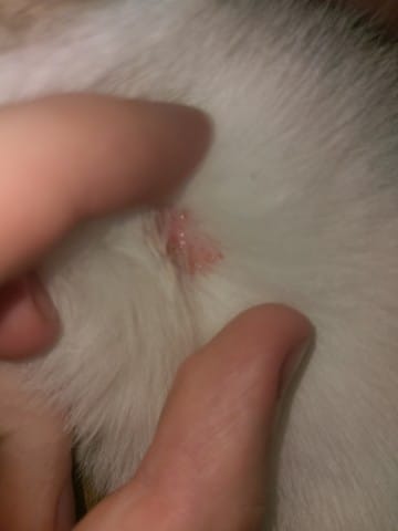 Problème de peau suspect