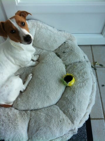 Comment apprendre à marcher en laisse ?