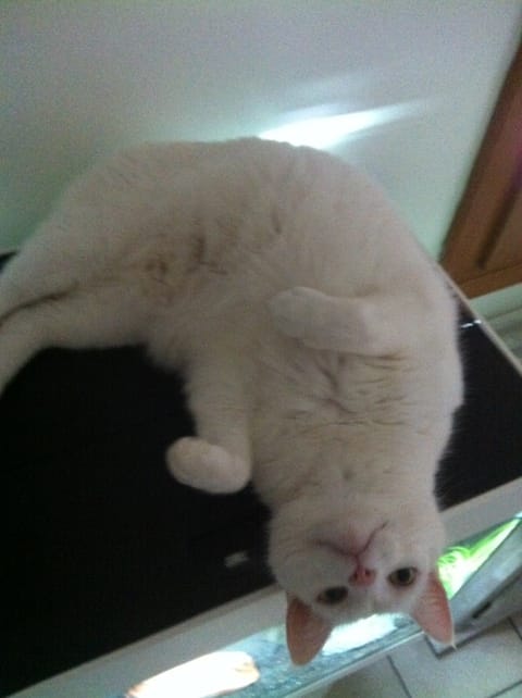 Chatte boulimique ?