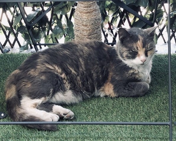 Quelle est la race de ce chat ?