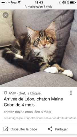 Quelle est la taille adulte des Maine coon ?