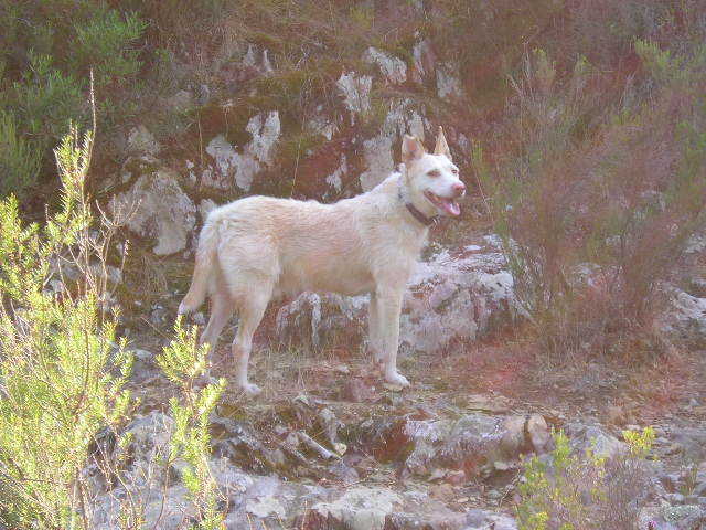 Quel est le croisement de mon chien?