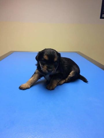 Mon chiot est croisé, pouvez vous me donner vos avis