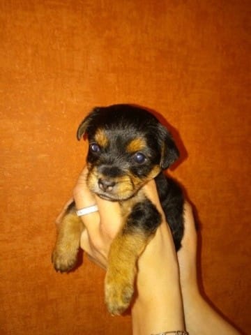 J'ai sauver un chiot , avis sur le croisement