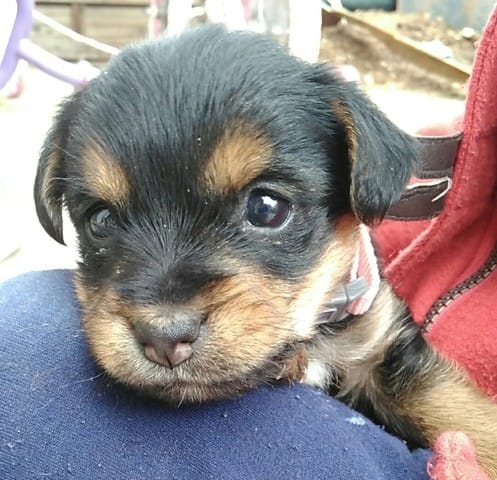 Au premier regard, ma chiot vous fait penser à quelle race ???