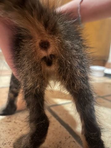 Urgent sexage chaton