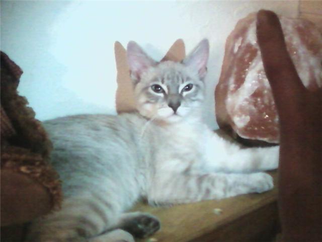 quelle peut etre la race de ma petite chatte