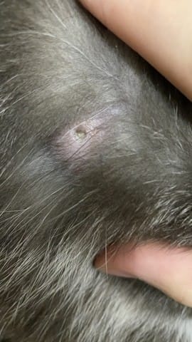 Bouton creux avec du blanc au centre